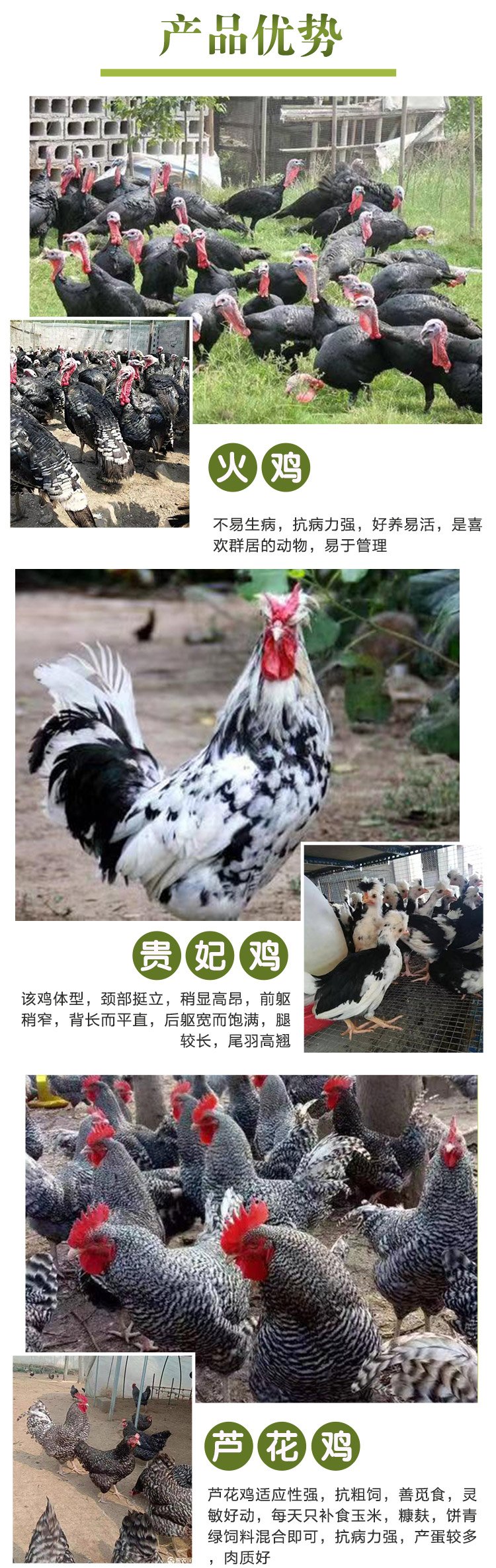 成年繁育五黑鸡 改良商品黑羽鸡苗 饲养简单启宏_47b78d39.jpg