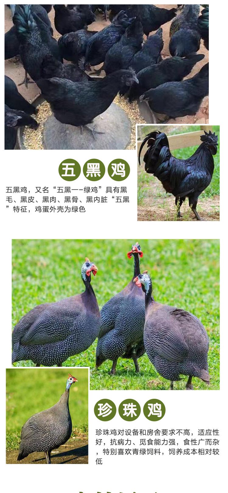 成年繁育五黑鸡 改良商品黑羽鸡苗 饲养简单启宏_881dc83c.jpg