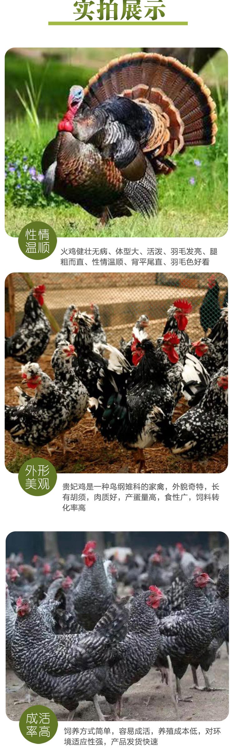 成年繁育五黑鸡 改良商品黑羽鸡苗 饲养简单启宏_079eda30.jpg