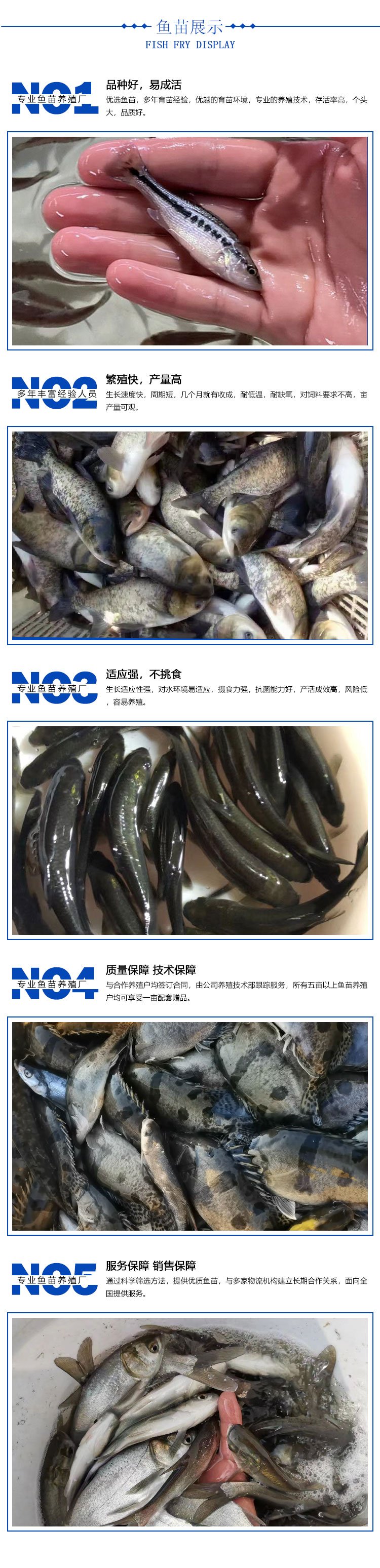 出售基地人工养殖泥鳅 淡水鱼苗 生长迅速 耐低温低氧 易成活_c36b6e03.jpg