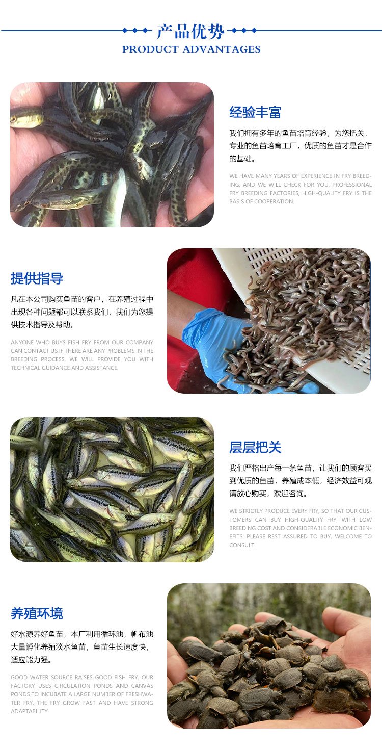 出售基地人工养殖泥鳅 淡水鱼苗 生长迅速 耐低温低氧 易成活_95f90829.jpg