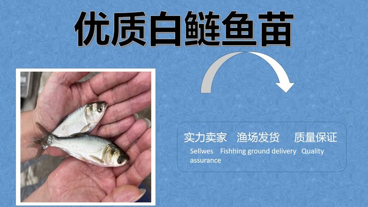 白鲢鱼苗批发 鳙鱼 体质肥美 鲜活发货 基地直供_9f652563.jpg