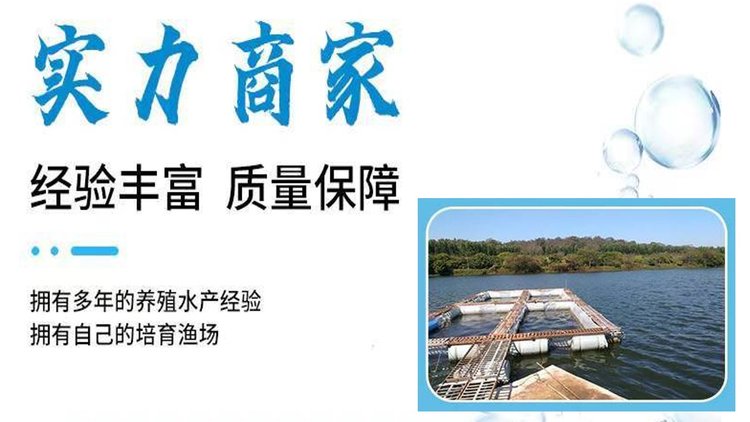 白鲢鱼苗批发 鳙鱼 体质肥美 鲜活发货 基地直供_c69c717f.jpg