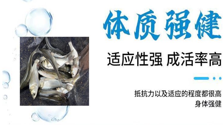 白鲢鱼苗批发 鳙鱼 体质肥美 鲜活发货 基地直供_1cf7fffb.jpg