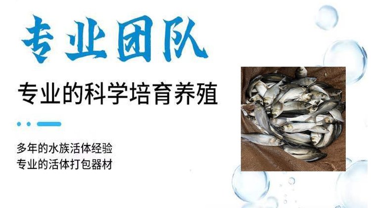 白鲢鱼苗批发 鳙鱼 体质肥美 鲜活发货 基地直供_d8c02ede.jpg