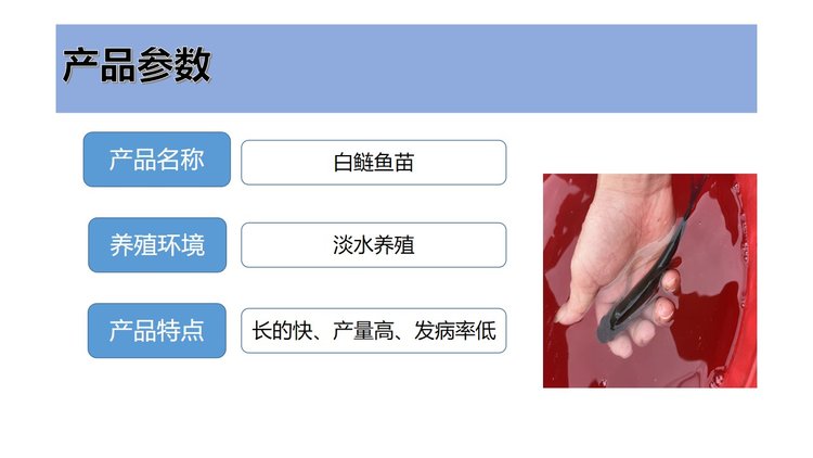 白鲢鱼苗批发 鳙鱼 体质肥美 鲜活发货 基地直供_b3dec943.jpg