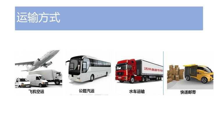 白鲢鱼苗批发 鳙鱼 体质肥美 鲜活发货 基地直供_d4e74659.jpg