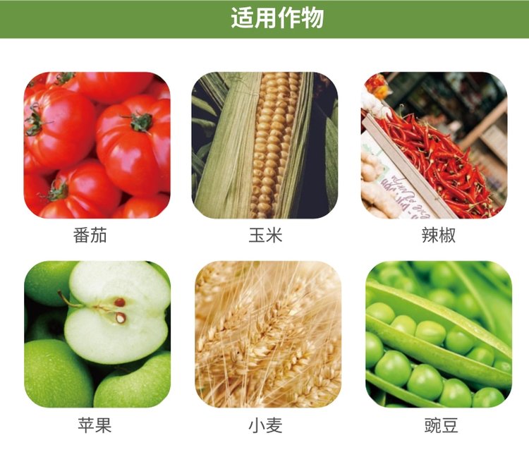 迎旭直发玉米专用肥 微生物菌肥 壮根养地快速提苗_0761965d.jpg