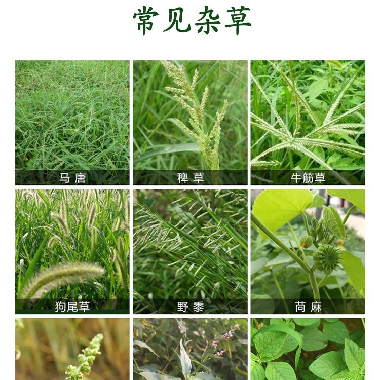 惠园农资馆 玉米苗后除草剂 不伤苗 禾阔双除 现货出售_b55f2d68.jpg