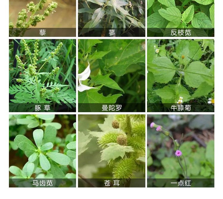 惠园农资馆 玉米苗后除草剂 不伤苗 禾阔双除 现货出售_ffe40d77.jpg