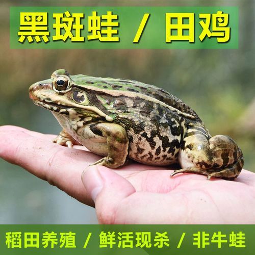 优质青蛙种苗蝌蚪 成活率高 效益亩产过万_4ec93cac.jpg