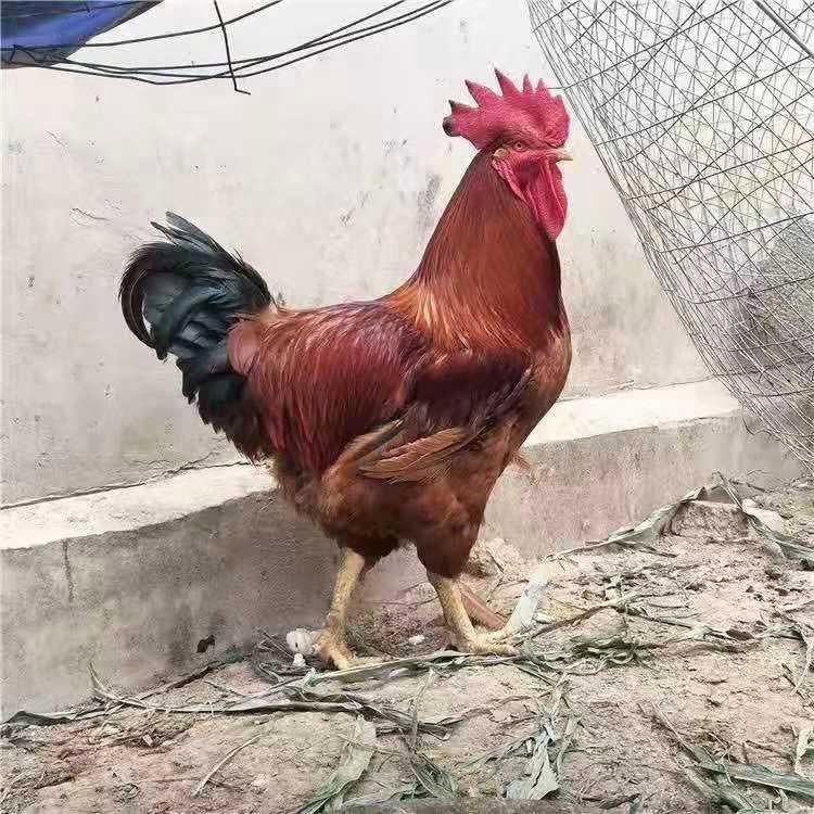 红玉小鸡苗 改良红玉鸡苗 农家红玉鸡苗 山东销售_0eddb252.jpg